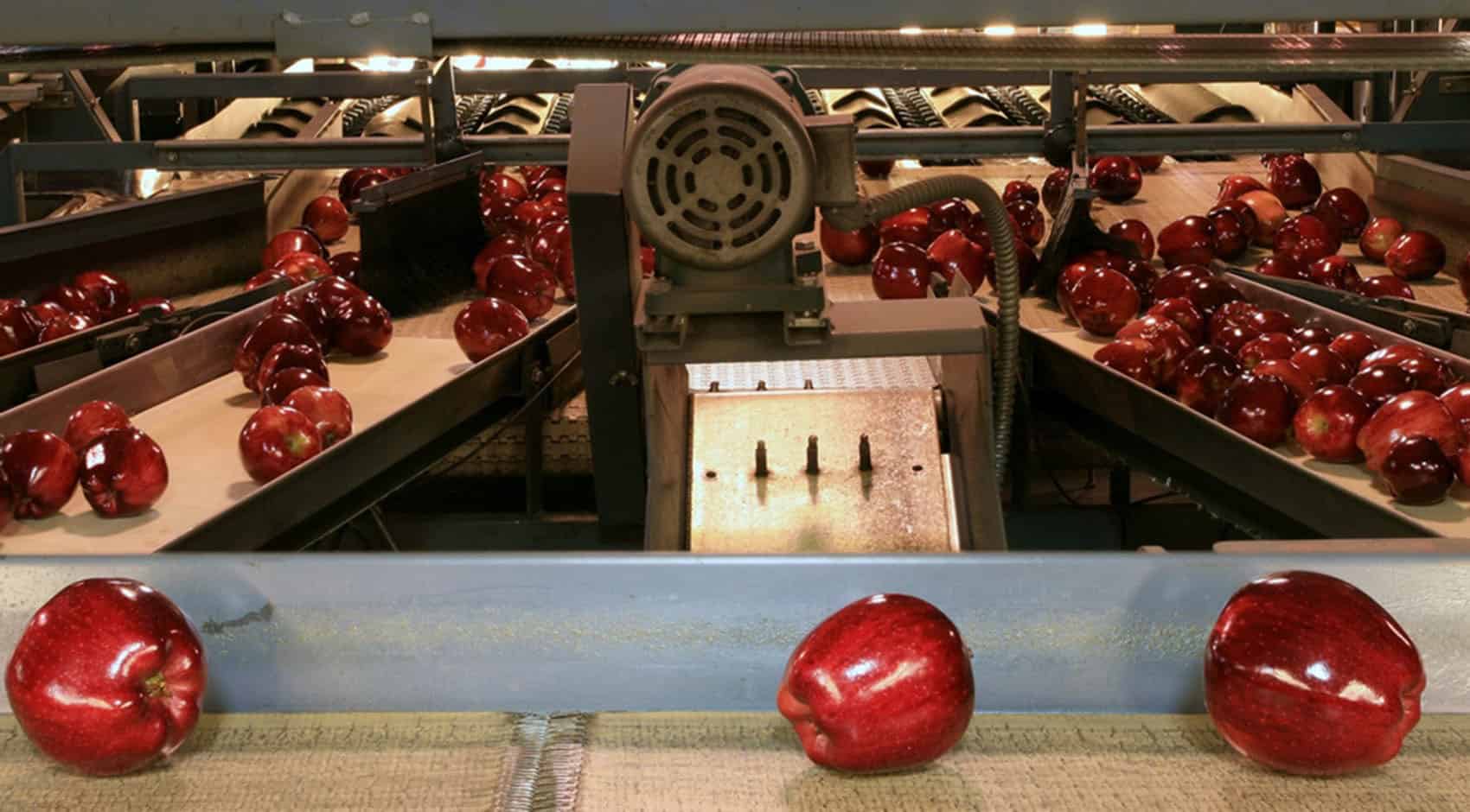 Food Conveyor Belt: Advantages of Using Pillow Cleat Conveyor Belts