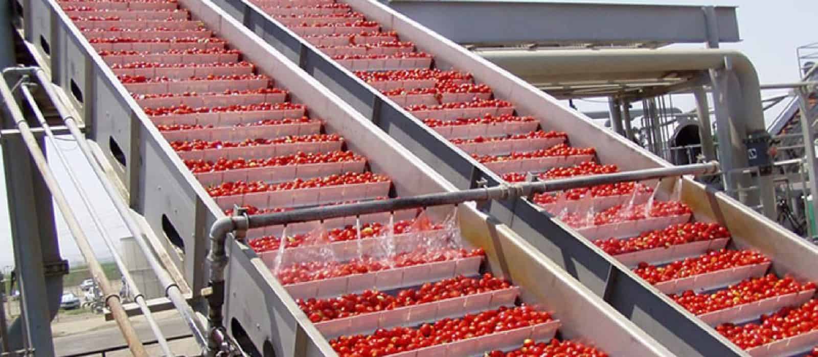 vegetable-conveyor-2